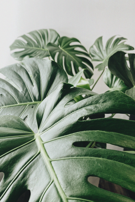 4 Items That Best Spark Creativity // featuring plants + ponytails